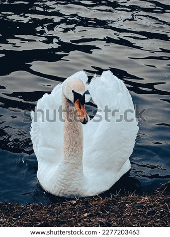 A swan pictured outside Pembroke Castle , Wales. 