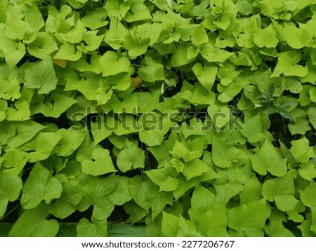 photo of wild green leaves growing, taken from the above angle.  suitable for use as a background.