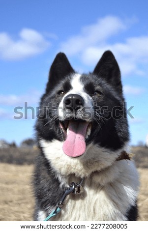 black and white dog against the blue sky 