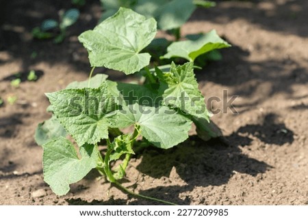 Seedling cucumber in the farmer's garden. Agriculture. Plant and life concept. Soft focus, narrow depth of field