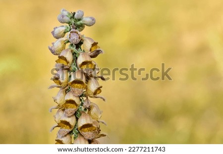 pictures of various wild flowers