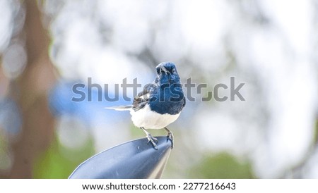 Oriental magpie-robin (computer wallpaper size picture)