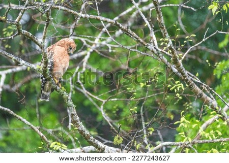 Cooper's hawk - Accipiter cooperii - Cooper's hawk is a medium-sized hawk native to the North American continent and found from southern Canada to Mexico
