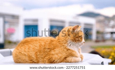 beautiful cute cat setting on a table 