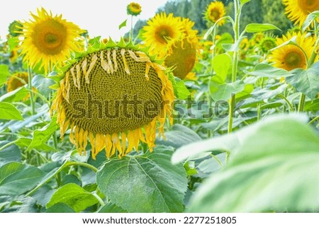 Beautiful sunflower in sunflowers field on summer with blue sky at Europe. Sunflowers cultivation.