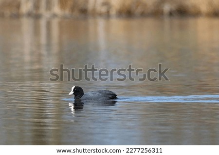 isolated black coot swimming in a lake