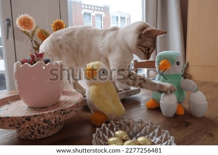 Purebred Snow Lynx Bengal cat with blue eyes playing with the Easter decoration.