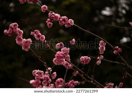 Cherry blossoms in Japan blooming