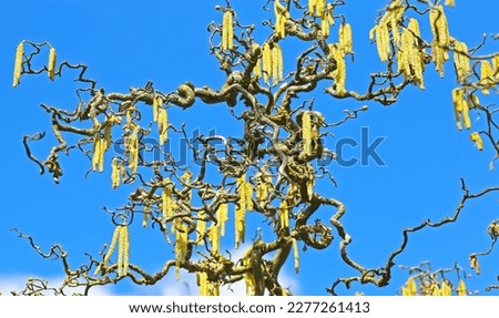 Closeup of isolated male corkscrew hazel (Corylus avellana contorta) crooked tree branches with yellow catkins, blue springtime sky - Germany (focus on center) Royalty-Free Stock Photo #2277261413