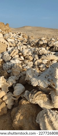 A lot of shells on the beach