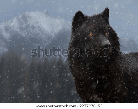 black canadian wolf in winter in heavy snowfall