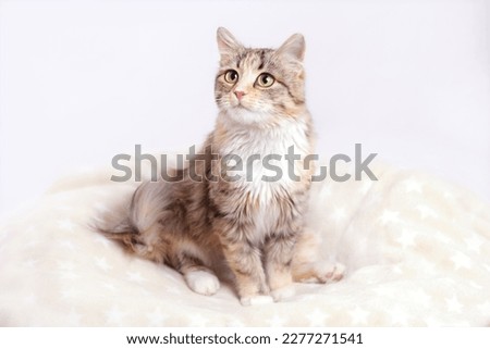 Beautiful Cat sits in a couch and looks away. Cat close up. Cute fluffy Kitten. Kitten with green eyes on a light background. Pet. Animal care. Pets without breed. Animal background. 