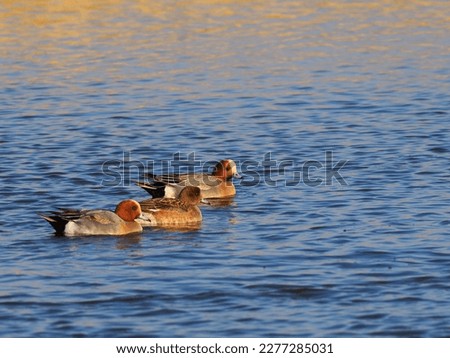 The Eurasian wigeon (Mareca penelope), also known as the widgeon or the wigeon, is one of three species of wigeon in the dabbling duck genus Mareca.