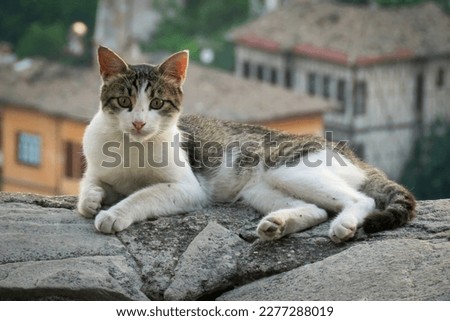 Stock photo of cute cat lying on the ground with a view of Safranbolu.          