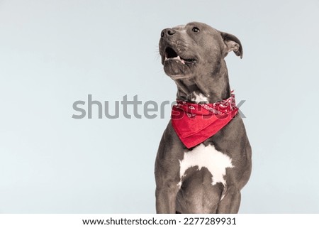Picture of beautiful American Staffordshire Terrier dog dreaming about something, sitting and wearing a red bandana at neck against gray studio background