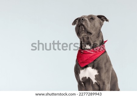Picture of adorable American Staffordshire Terrier dog posing with firm posture, sitting and wearing a red bandana at neck against gray studio background