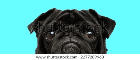 close up picture of cute little pug puppy with big eyes looking up on blue background