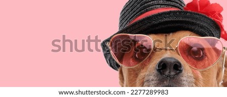 close up picture of funny little jack russell terrier dog wearing hat and sunglasses in front of pink background