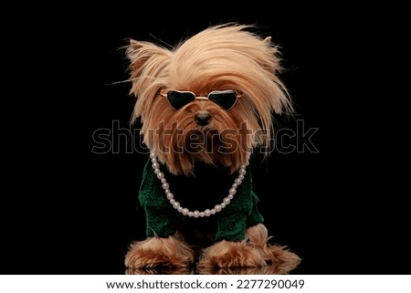 cool yorkie dog with sunglasses wearing green sweather and pearls necklace, looking down and sticking out tongue