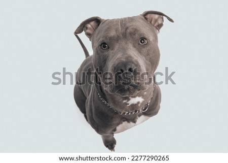 Picture of cute American Staffordshire Terrier dog thinking about that bone, sitting and wearing a leash at neck against gray studio background