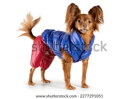 Funny russian toy terrier in blue and red warm fashion clothes. Dog isolated on white background.