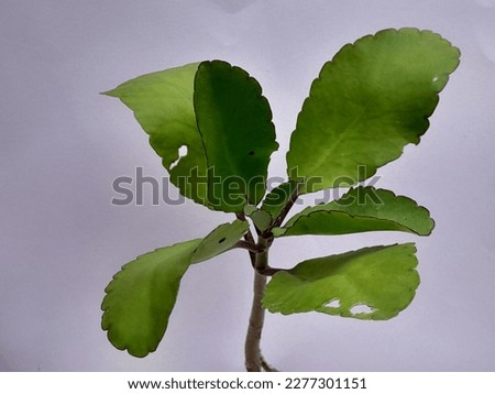 Cocor bebek is an ornamental plant in Indonesia. this plant which is often called the miracle leaf really has a miracle, because every leaf that falls can grow more new plants.