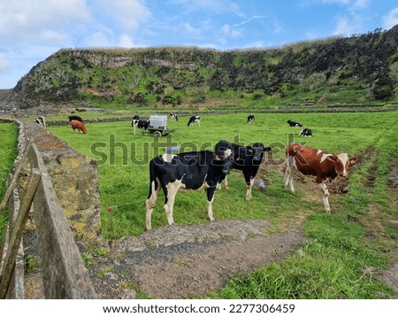 Cows grazing on pasture, Azores.