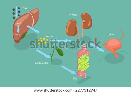 3D Isometric Flat Vector Conceptual Illustration of Liver Detoxification, Educational Labeled Description Royalty-Free Stock Photo #2277312947