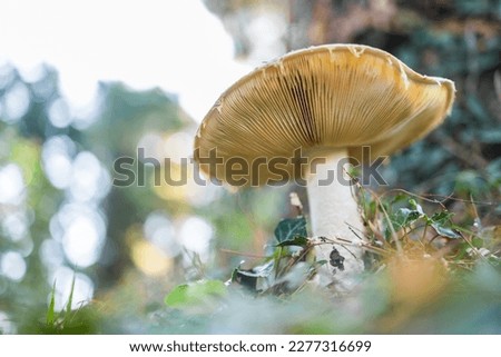 Ripe mushroom in summer forest scene. Mushroom macrophoto. Natural mushroom growing and pick up. Ecotourism activity. Copy space and empty space for text