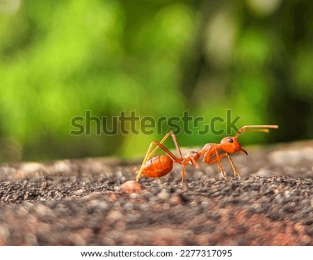 Fire Ant :Fire ants are a type of small, reddish-brown ant known for their aggressive behavior and painful stings. They are originally from South America but have spread to other parts of the world, i