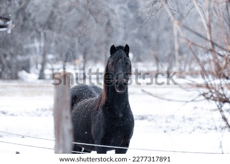 Purebred hackney pony in the snow checking out the camera Royalty-Free Stock Photo #2277317891