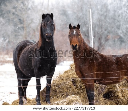 mother and daughter hackney ponies enjoying a snowy day in Canada Royalty-Free Stock Photo #2277319913
