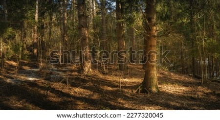 deserted deep pine forest in warm spring light