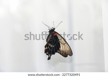 Photo of a butterfly sitting on a white curtain. His wings are folded, and his nose is twisted into a ring. View from the left side.