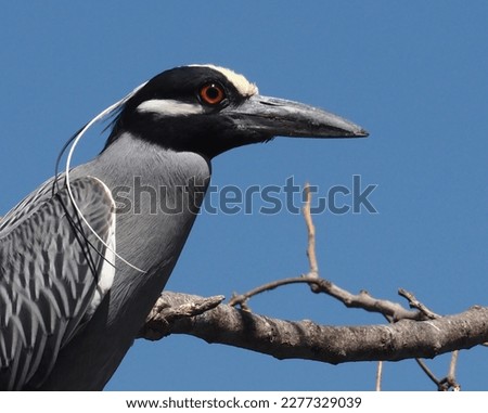 Yellow-Crowned Night Heron (Nyctanassa violacea) pictured on the Pacific coast of Mexico. Normal habitat is fresh and saltwater marshes in coastal areas.  This species seems to be moving northwards.