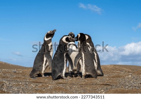 5 Magellanic Penguins closely standing to each other forming a small circle with blue sky in the background on Magdalena Island, Punta Arenas, Chile.