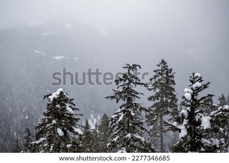 View of fresh snow on trees