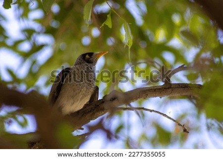 The Picture of noisy miner was relaxing in the softness of a tree.