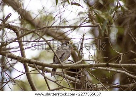 The Picture of Noisy Miner was hiding in the thick branches of a tree.