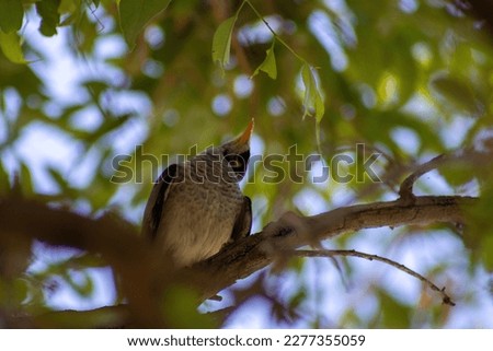 The picture of Noisy Miner aware that someone is approaching and giving a cute look.