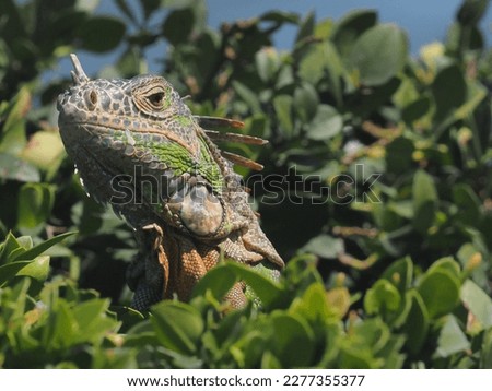 Mature Green Iguana.  This species is native to Mexico, Central and South America where can be a food source for people  It is considered an out of control invasive species in Florida Royalty-Free Stock Photo #2277355377