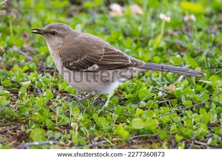 Mockingbird Perched On the ground eating a nut looking left.