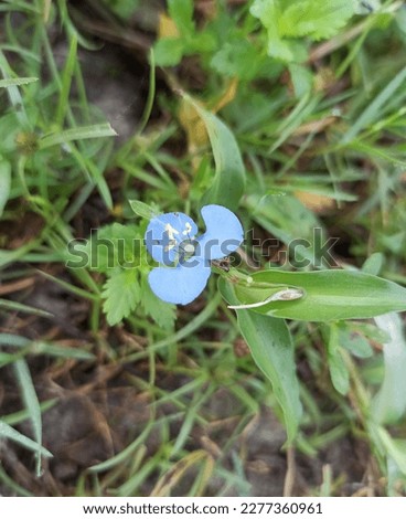 Grass Flowers (Commelina Erecta)
Grass flowers look very beautiful. People store them in balconies and roofs. I love this beautiful picture.