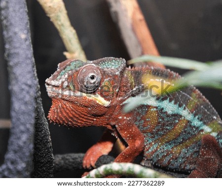 Panther Chameleon on a limb 