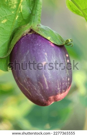 Organic plants, purple eggplant fruit vegetables, natural healthy vitamin foods