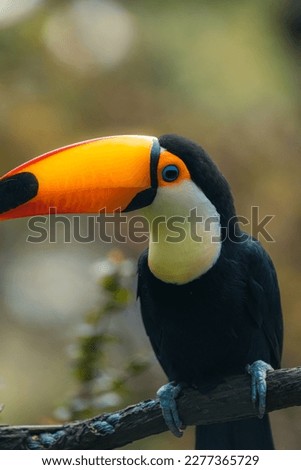 Nature of Brazil. Parque das Aves in Iguazu - common toco toucan (Ramphastos toco) bird.