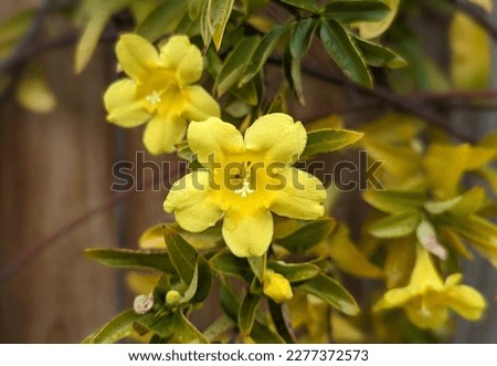 close up of yellow jessamine flower Royalty-Free Stock Photo #2277372573
