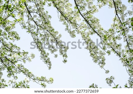 white cherry blossoms in spring
