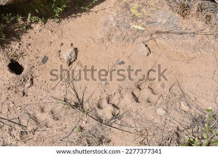 Coyote Tracks in Dirt on Arizona Hiking Trail 