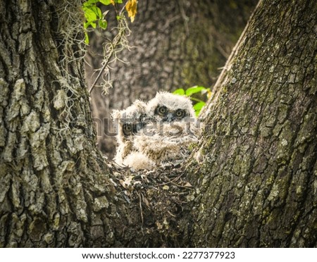 Great horned owl babies - Bubo virginianus - framed perfectly in live oak tree, looking at camera Royalty-Free Stock Photo #2277377923